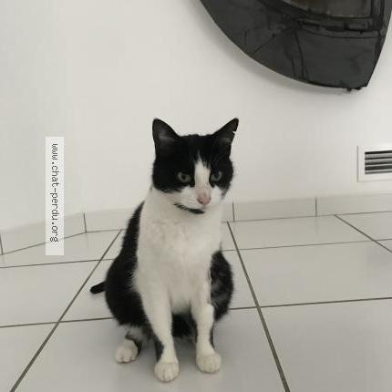 866625 Felix Samy chat perdu à MIONS - Chat Perdu France