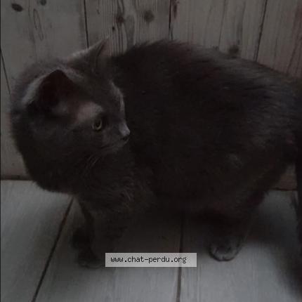 Photo de chat trouvé à Laon
