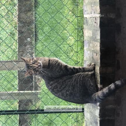 Photo 1/1 Rio Chat perdu à Cormeilles