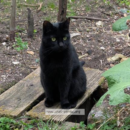 Photo de chat perdu à Rouen