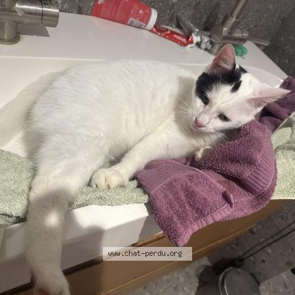 Photo 1/1 Chat trouvé Trouvé à Saint malo