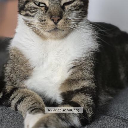 Photo 1/1 Voyou Chat perdu à Meyzieu