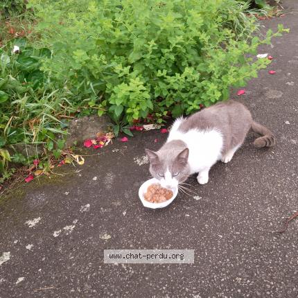 Photo 1/1 Chat trouvé Trouvé à Lanester