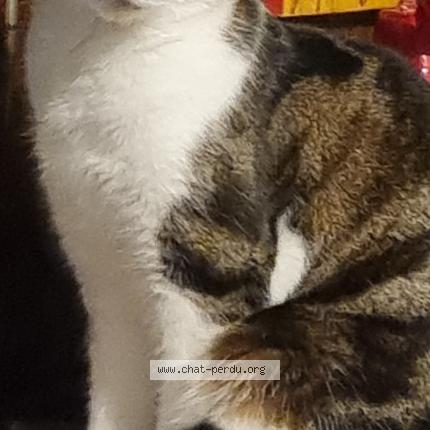 Photo 1/1 Chat retrouvé Perdu à Oyonnax