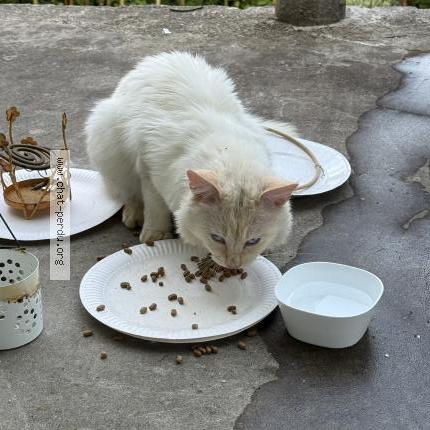 Photo de chat trouvé à Pays De Belves