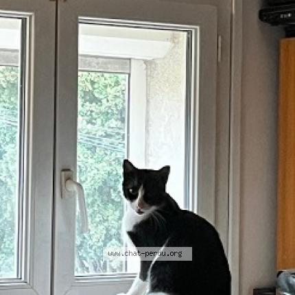 Photo de chat perdu à Marseille