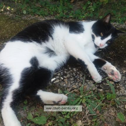 Photo de chat perdu à Evry Courcouronnes