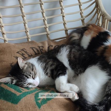 Photo 1/1 Tyba Chat perdu à St simeon