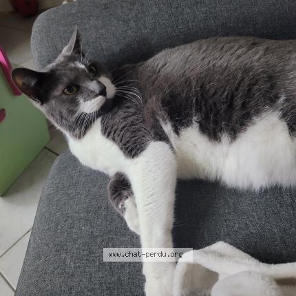 Photo de chat perdu à Le Gue De Longroi