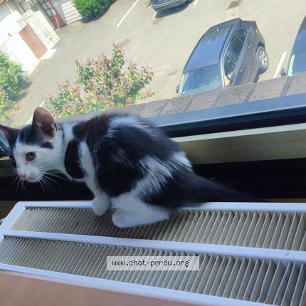 Photo 1/1 Chat trouvé Trouvé à Torcy