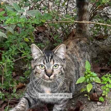 Photo de chat perdu à Tarbes