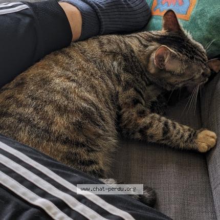 Photo 2/2 Chat retrouvé Perdu à Tarbes
