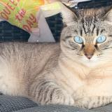 Photo de chat perdu à Lamnay