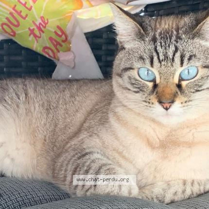 Photo 2/2 Chat retrouvé Perdu à Lamnay