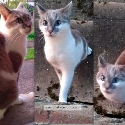 Photo de chat perdu à Etigny