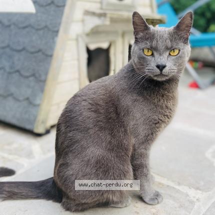 Photo 1/1 Tina Chat perdu à Roissy en brie