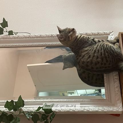 Photo 1/1 Blue Chat perdu à Beaumont du gatinais