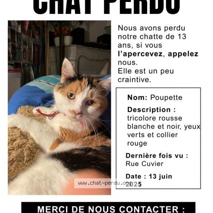 866715 Poupette chat perdu à SAINT GERMAIN EN LAYE - Chat