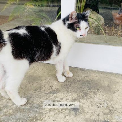 Photo de chat trouvé à Bordeaux
