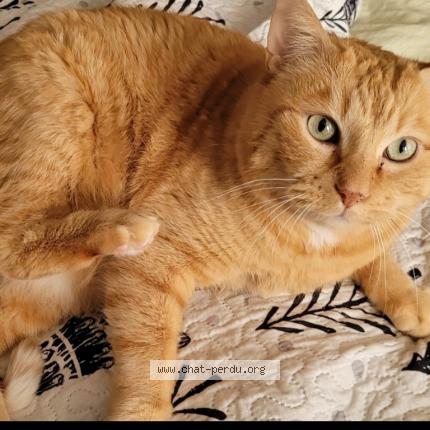 Photo de chat perdu à Vert Saint Denis
