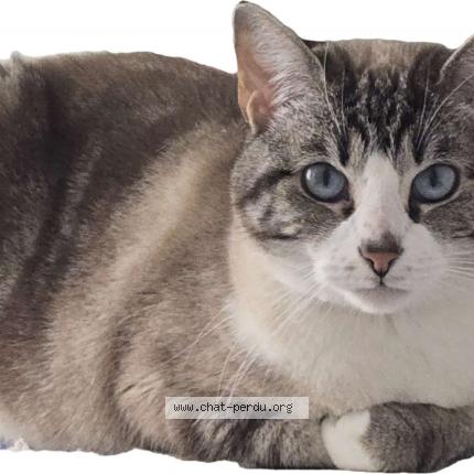 Photo de chat perdu à Paris