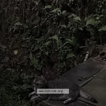 Photo 1/1 Chat trouvé Trouvé à Singapore