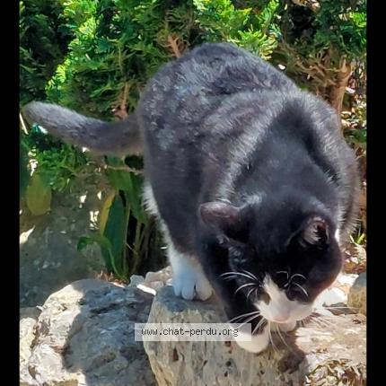 Photo de chat perdu à Saint Firmin Des Pres