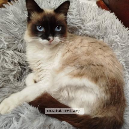 Photo 1/1 Negu Chat perdu à Biarritz la negresse