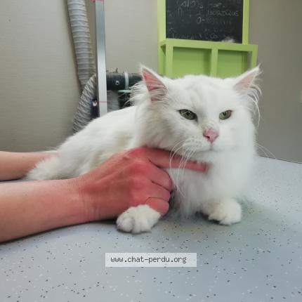 Photo de chat perdu à Loos