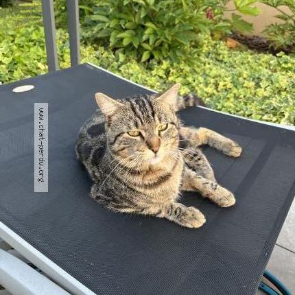 Photo 1/1 Chat retrouvé Trouvé à Lachassagne