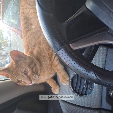 Photo 1/1 Ronny Chat perdu à Zamora