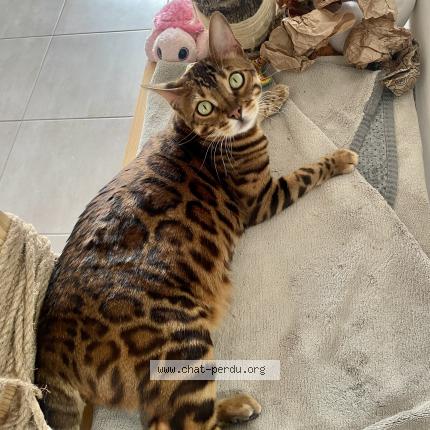 Photo de chat perdu à Bastelicaccia