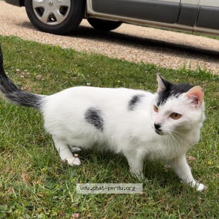 Photo de chat perdu à Bailleul