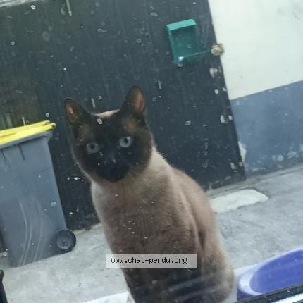 Photo 1/1 Grisette Chat perdu à Ronchin