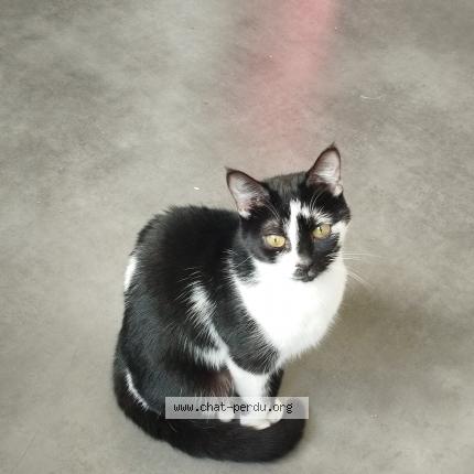Photo de chat perdu à St Nolff