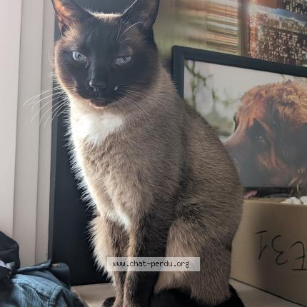 Photo de chat perdu à Angers