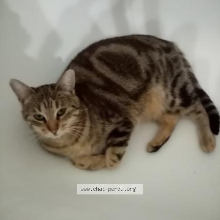 Photo 1/1 Chat retrouvé Perdu à Toulouse