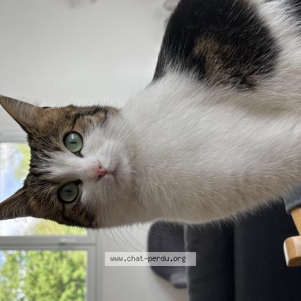Photo de chat perdu à Treillieres