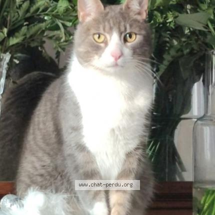 Photo 1/1 Minou Chat perdu à Choisy au bac