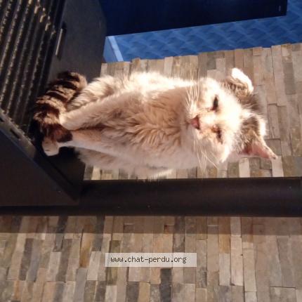 Photo 1/1 Minouche Chat perdu à Escautpont