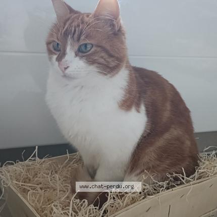 Photo 1/1 Milky Chat perdu à Saint martin des monts