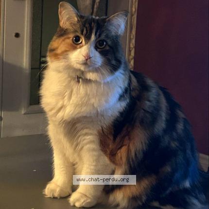 Photo 1/1 Loulou Chat perdu à Quebec