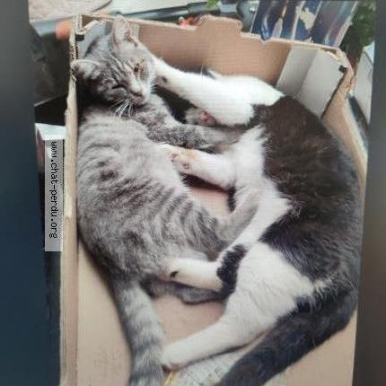 Photo de chat perdu à Rouvroy