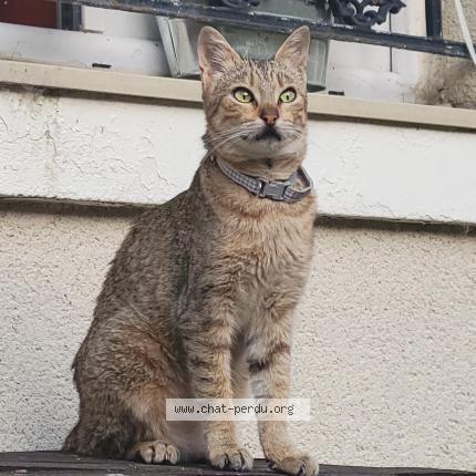 Photo 1/1 Chat retrouvé Perdu à Clamart