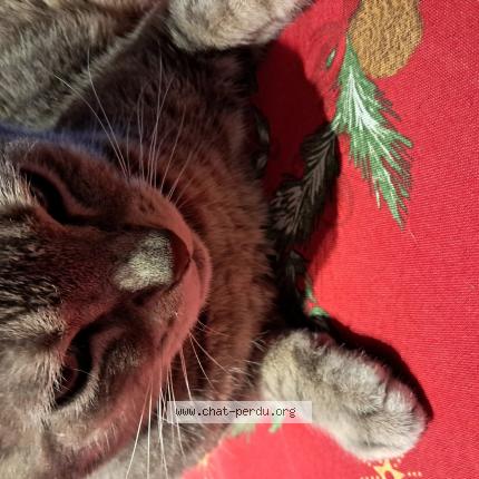 Photo de chat perdu à Maintenon