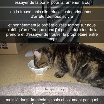 Photo 1/1 Chat trouvé Trouvé à Rennes