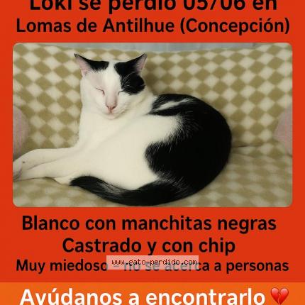 Photo 1/1 Loki Chat perdu à Concepcion