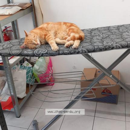 Photo 1/2 Gokou Chat perdu à Martizay