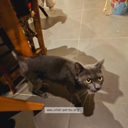 Photo 1/1 Chat retrouvé Perdu à Emmerin