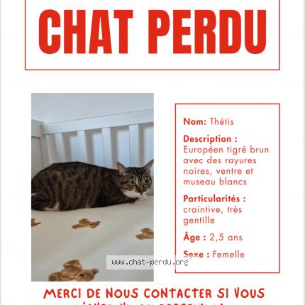 Photo 1/1 Chat retrouvé Perdu à Les Matelles